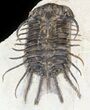 Spiny Koneprusia Trilobite - Foum Zguid, Morocco #44511-1